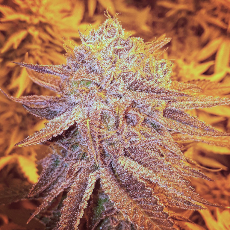 MIMOSA By Symbiotic Genetics Growreport Net