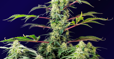 Alien Chocolate – Domus Seeds by Unkle Skunk