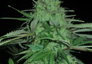 BLAZAR by Domus Seeds